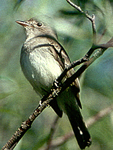 flycatcher
