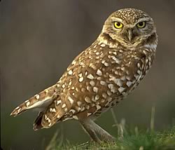 burrowing owl