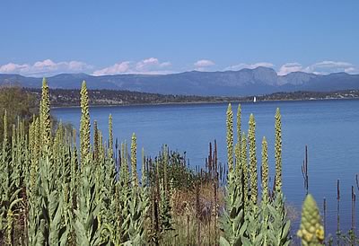 Heron Reservoir