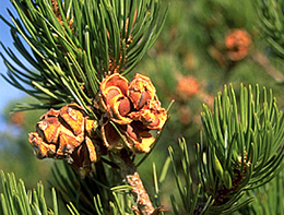 pinon